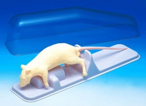 rat.jpg